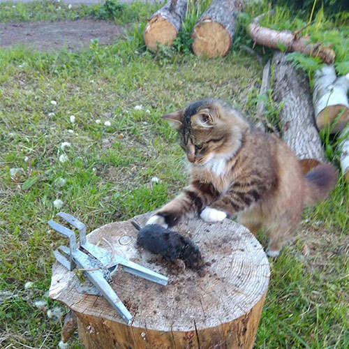 Новые товары и услуги в городе Нягань