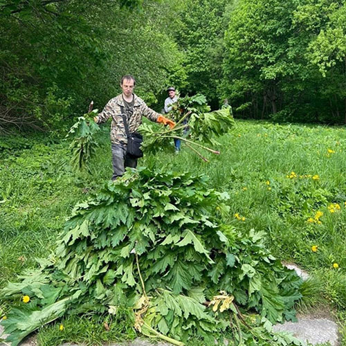 Заказать уничтожение борщевика Светлоград