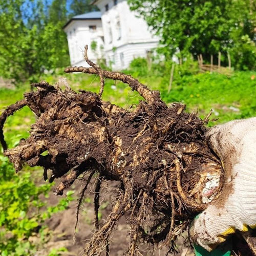 Заказать уничтожение борщевика Дигора