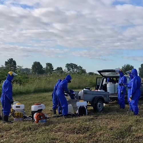 Заказать уничтожение борщевика Суоярви