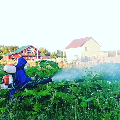 Заказать уничтожение борщевика Собинка